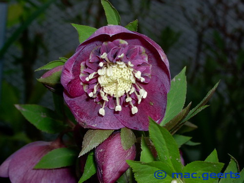 helleborus hybr